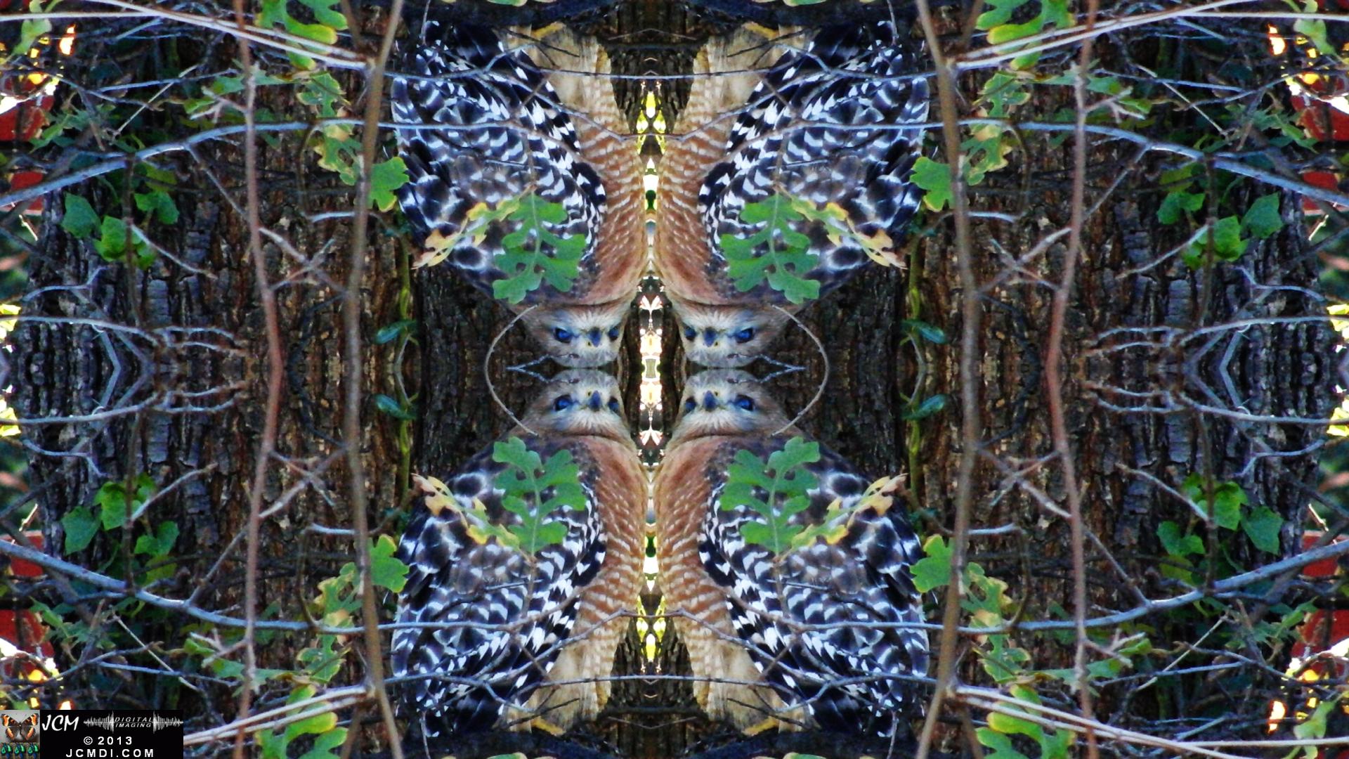 Red Shouldered Hawk (Quadroscopic Art Version)